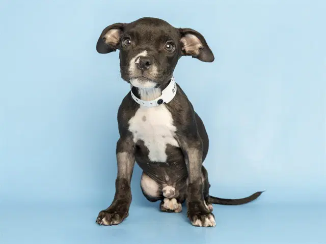 Julio - American Pit Bull Terrier