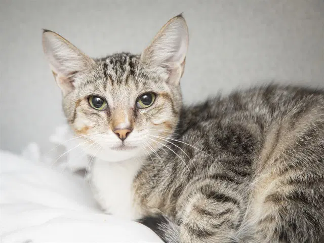 Grey - Domestic Short Hair