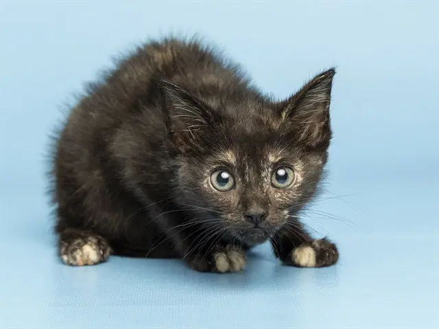 Ebony - Domestic Medium Hair