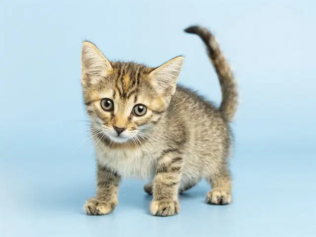 Sol - Domestic Short Hair