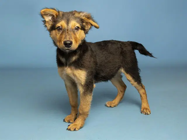 Beanie Baby - German Shepherd Dog