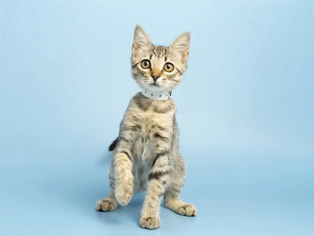 Jessie - Domestic Short Hair