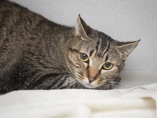 Huff - American Shorthair
