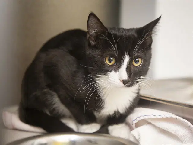 Lagoon - Domestic Short Hair