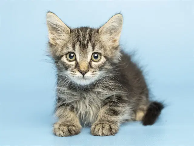 Ratina - Domestic Short Hair