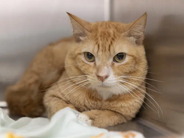 Palkia - Domestic Short Hair