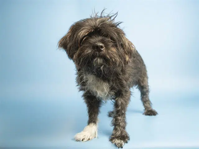 Geronimo - Wheaten Terrier