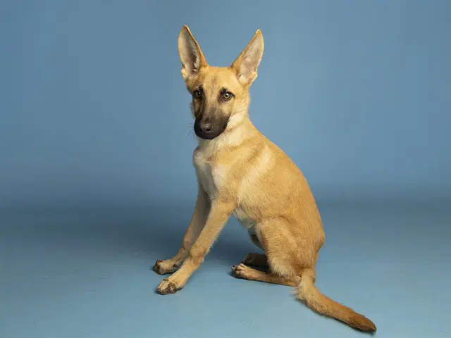 Radar - German Shepherd Dog