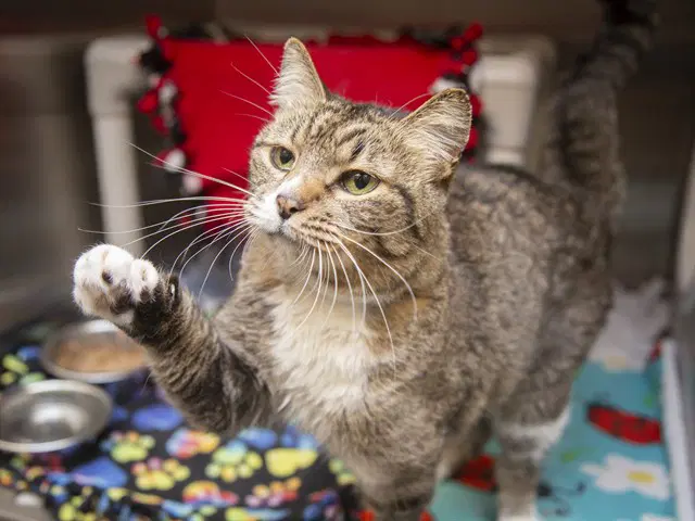 Aurora - Domestic Short Hair