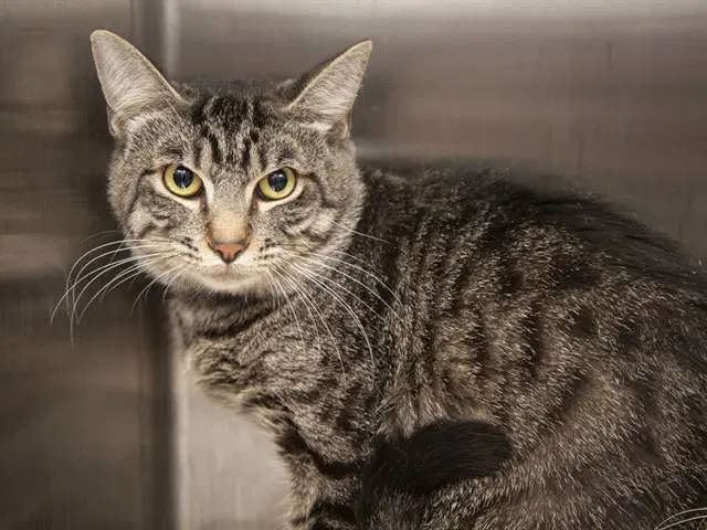 Oliver - Domestic Short Hair