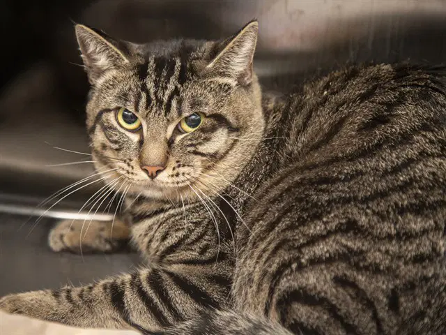 Simon - Domestic Short Hair