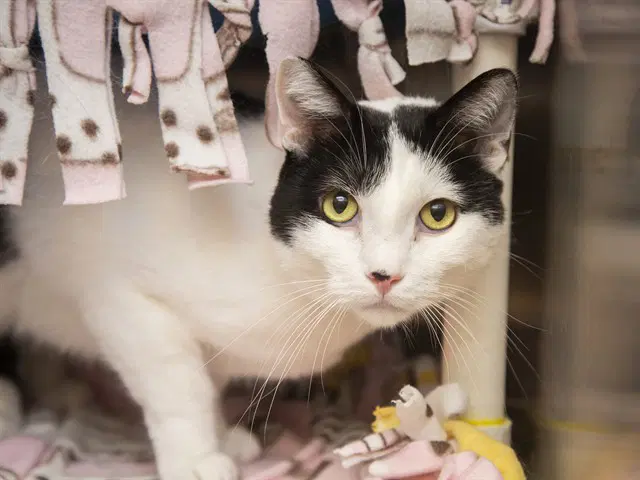 Yuki - Domestic Short Hair