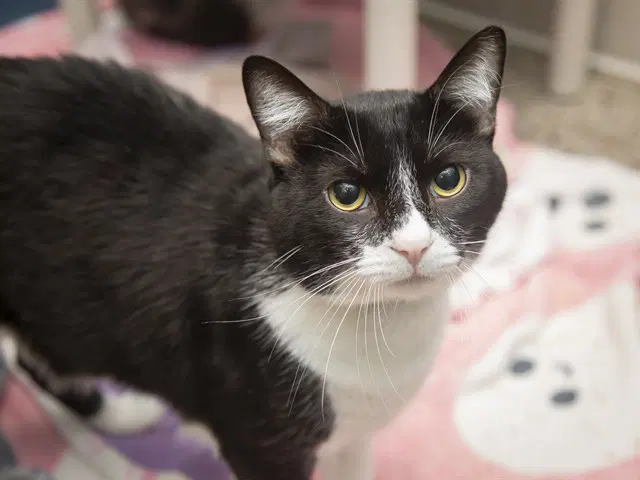 Onyx - Domestic Medium Hair