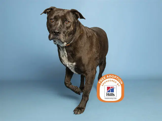 Julian - American Pit Bull Terrier