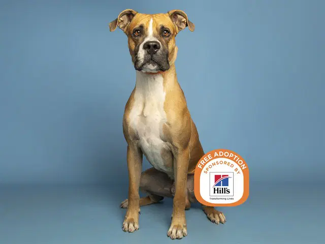 Boomer - Boxer