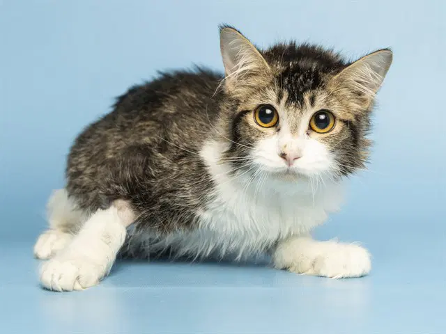 Shelby - Domestic Short Hair