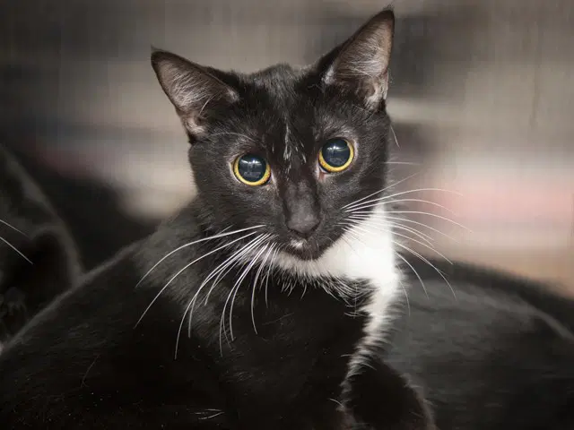 Pinky - Domestic Short Hair