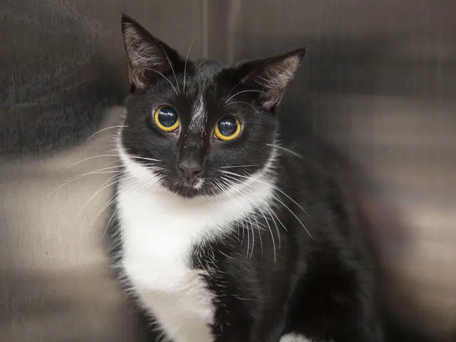 Gremy - Domestic Short Hair
