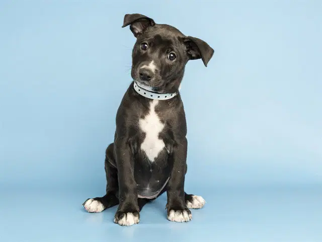 Meleys - Puppy