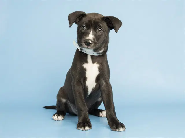 Syrax - American Pit Bull Terrier