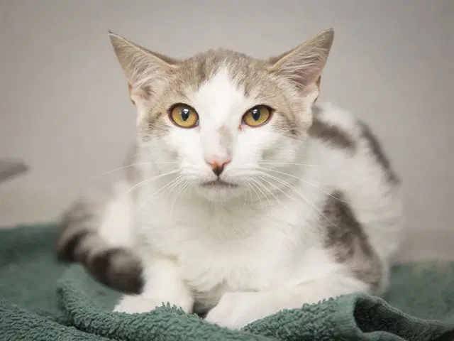 Goretzka - Domestic Short Hair