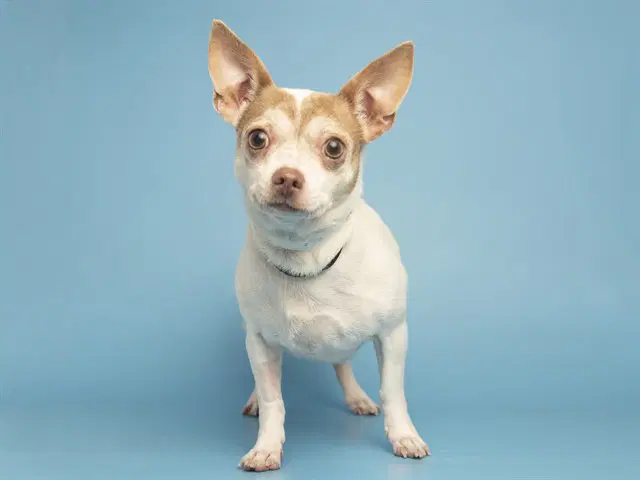 Wrenlee - Chihuahua