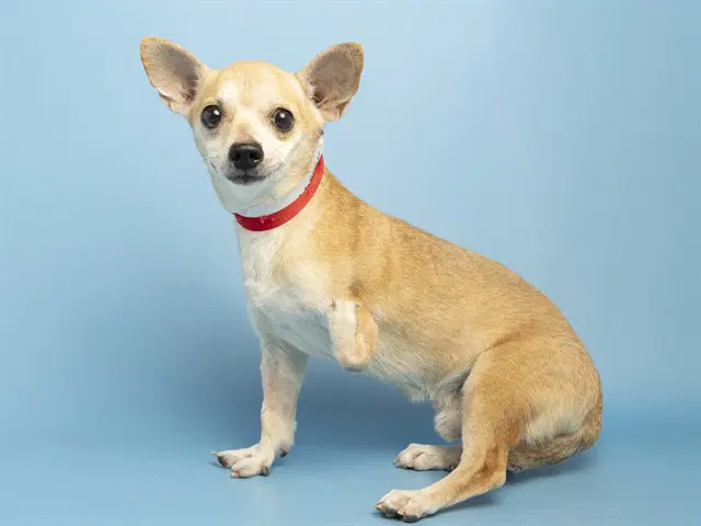 Larry - Chihuahua