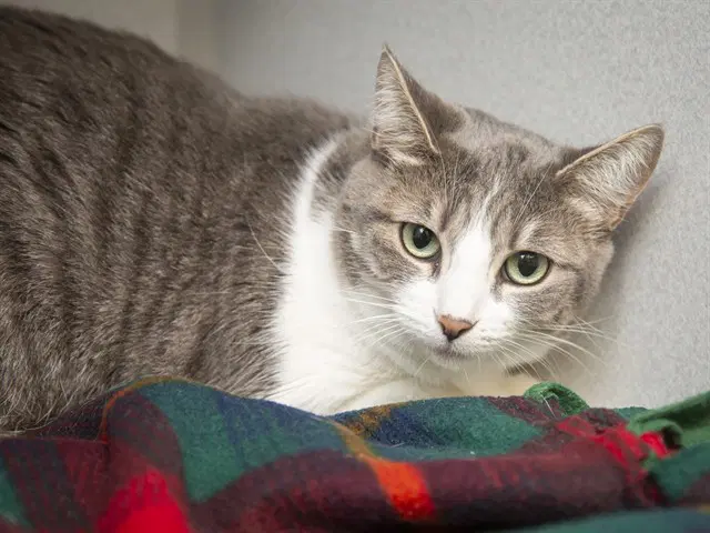 Diamond - Domestic Short Hair