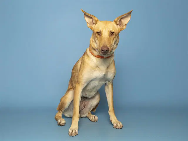Robin - German Shepherd Dog