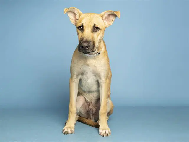 Scooby - Labrador Retriever