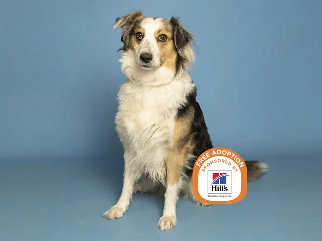 Lucy - Australian Shepherd