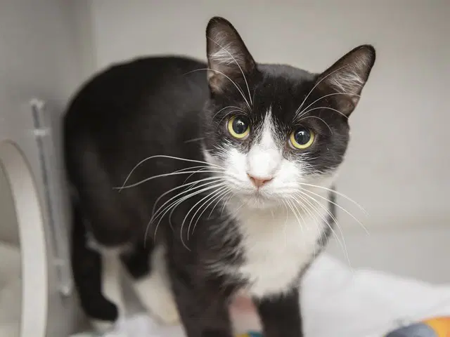 Cheesecake - Domestic Short Hair