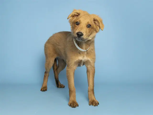 Foster image 1
