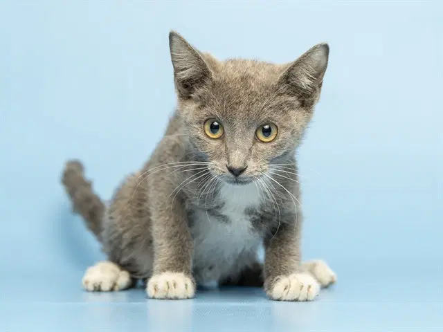 Suzy Q - Domestic Short Hair