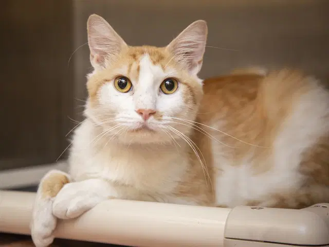 Mango - Domestic Short Hair