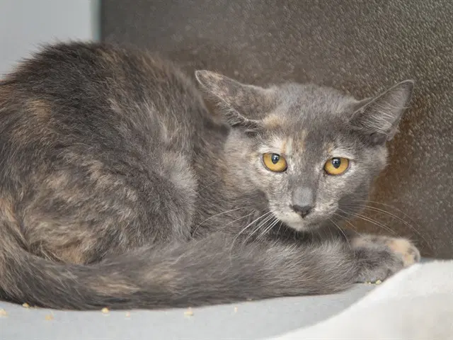 Gumbo - Domestic Short Hair