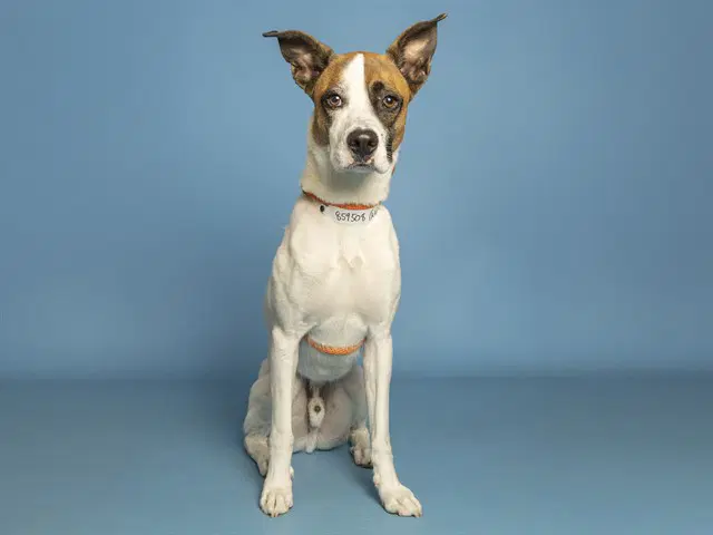 Tigger - Boxer