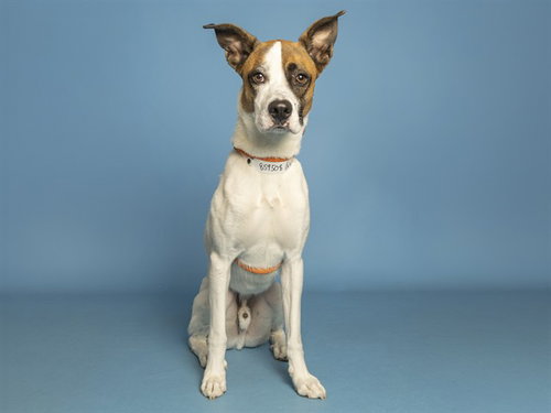 picture of the dog needing adoption
