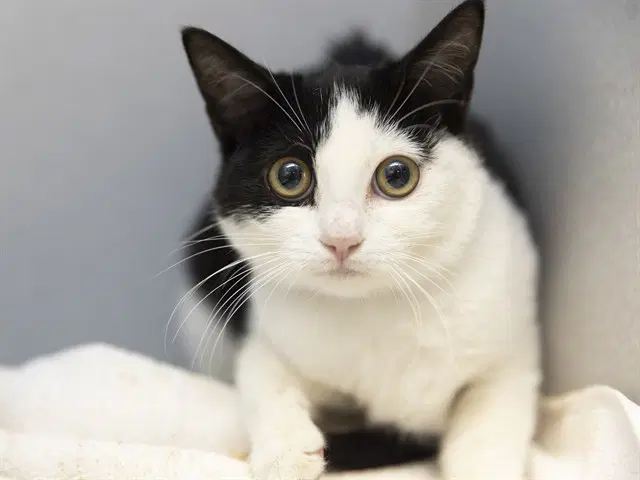 Cookie - Domestic Short Hair