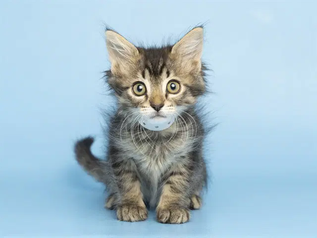 Teddy - Domestic Short Hair