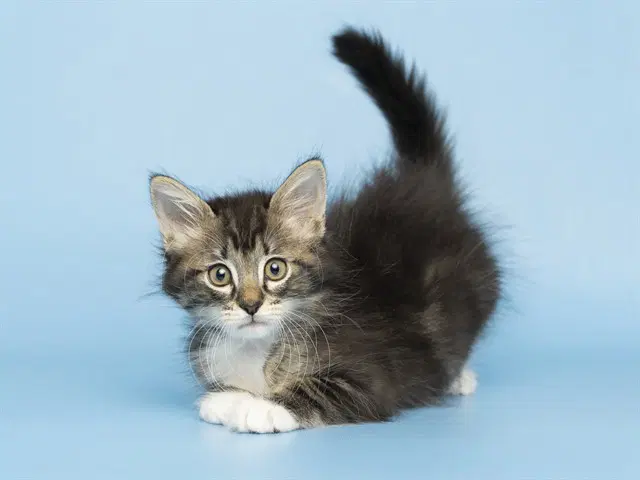 Finn - Domestic Short Hair