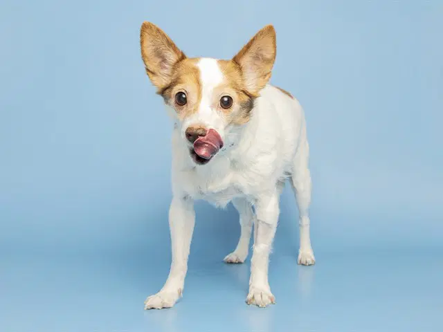 Nikita - Chihuahua