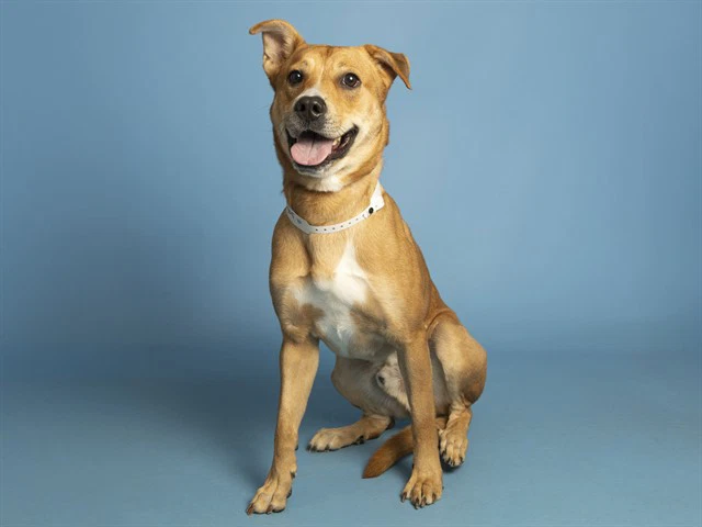 Jax