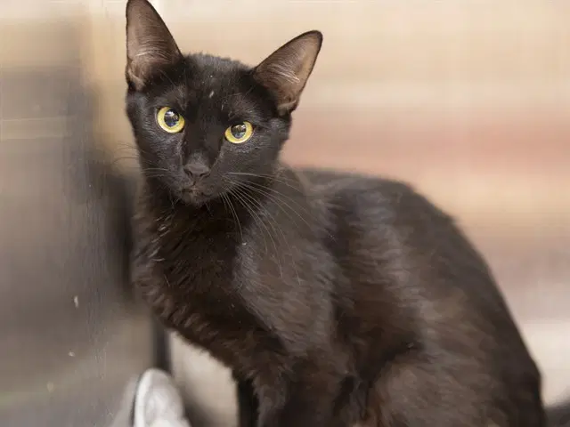 Willow - Domestic Short Hair