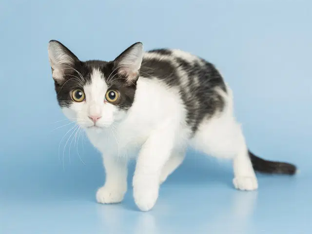 Mooman - Domestic Short Hair