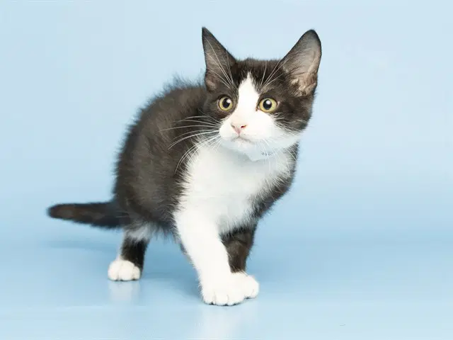 Fred - Domestic Short Hair