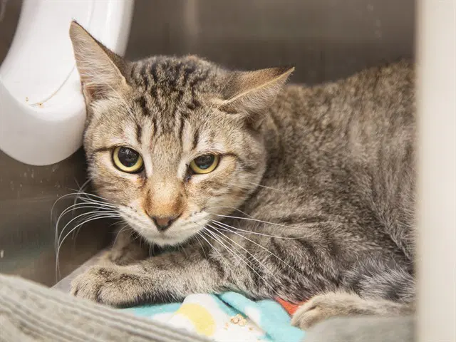 Diego - Domestic Short Hair