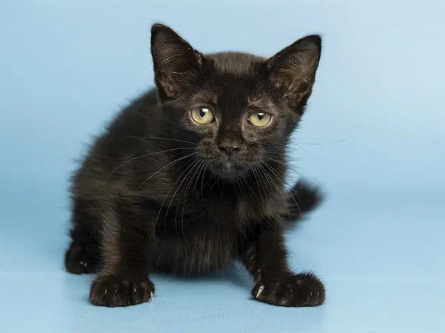 Hopps - Domestic Short Hair