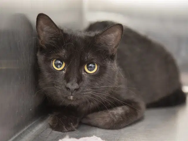 Sally - Domestic Short Hair