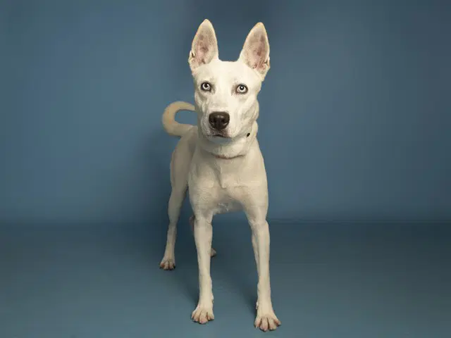 Lilly - Husky